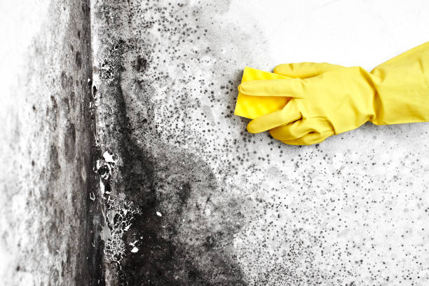 Best Attic Mold Removal  in Scottsville, NY