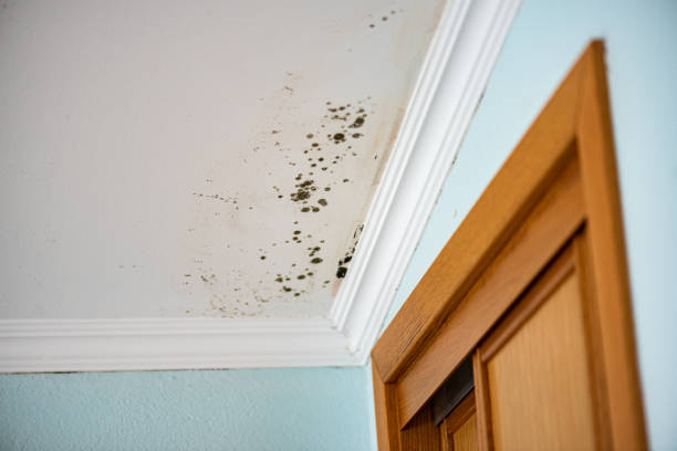Certified Mold Removal in Scottsville, NY