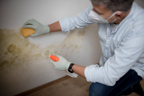 Best Mold Remediation Services  in Scottsville, NY