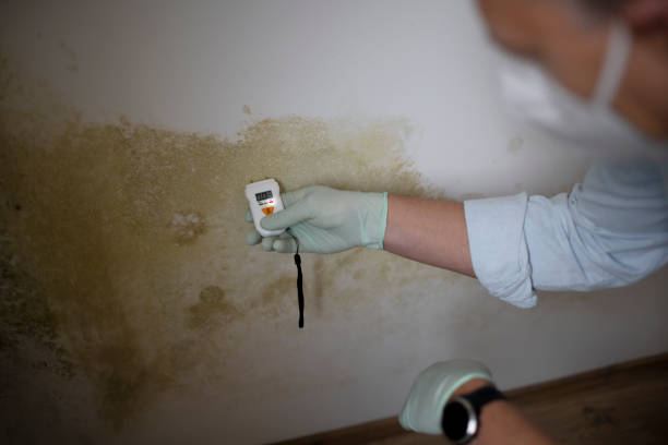 Best Affordable Mold Removal  in Scottsville, NY