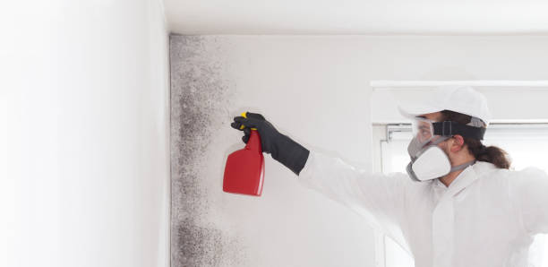 Best Toxic Mold Removal  in Scottsville, NY
