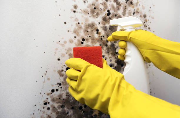 Best Black Mold Removal  in Scottsville, NY