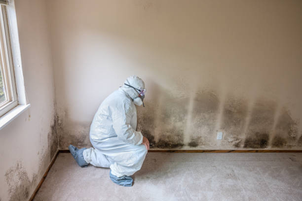 Best Mold Testing  in Scottsville, NY