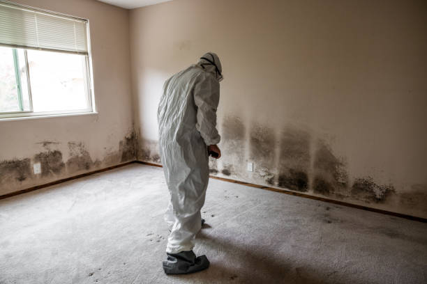 Best Mold Remediation Experts  in Scottsville, NY