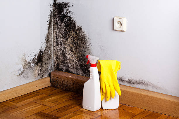 Best Fast Mold Removal  in Scottsville, NY