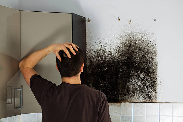 Professional Mold Removal in Scottsville, NY
