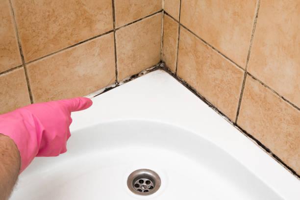 Best Mold Remediation  in Scottsville, NY