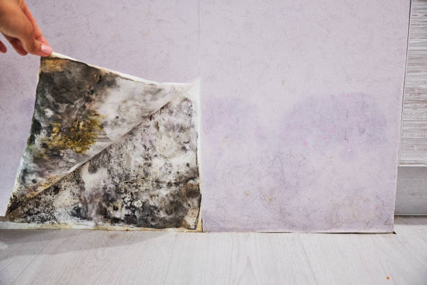 Best Same-Day Mold Removal  in Scottsville, NY